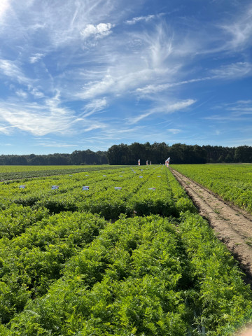 BASF Nunhems demoweken wortels 2023