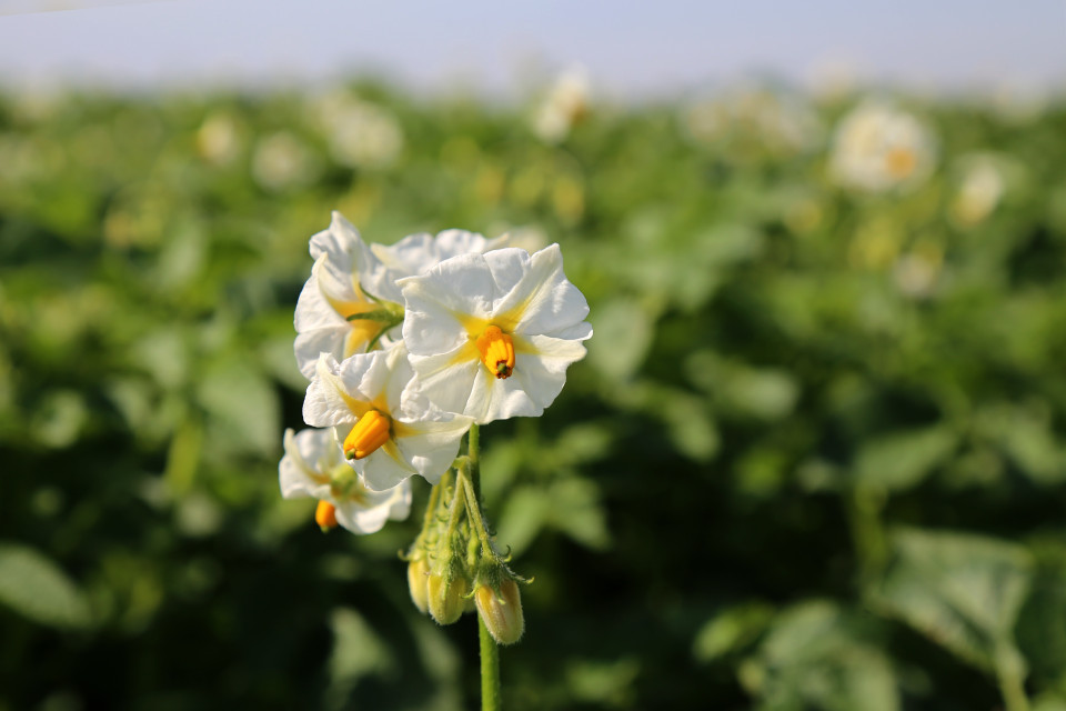 Koppert Bloem aardappelen